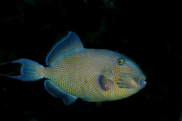 Triggerfish de manchas amarillas (Pseudobalistes fuscus ) — Foto de Stock