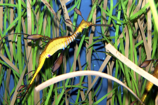 Yosunlu Seadragon (Phyllopteryx taeniolatus) — Stok fotoğraf