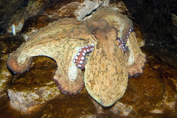 Χταποδιού (Octopus vulgaris) — Φωτογραφία Αρχείου