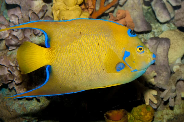 Pez ángel reina (Holacanthus ciliaris) —  Fotos de Stock