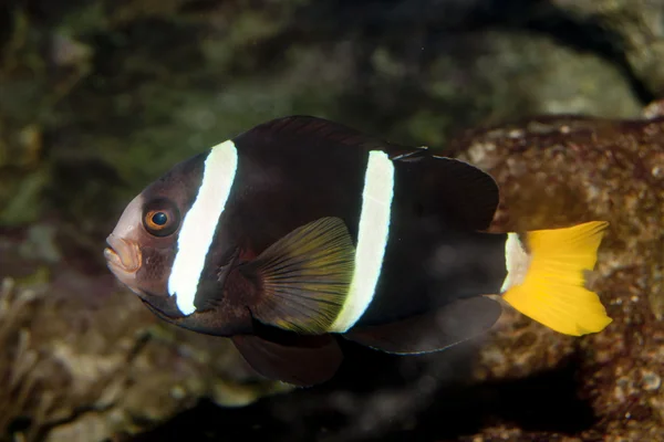 Pesce pagliaccio dalla coda gialla (Amphiprion clarkii ) — Foto Stock