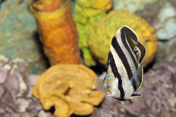 Banded Butterflyfish (Chaetodon striatus) — Stock Photo, Image