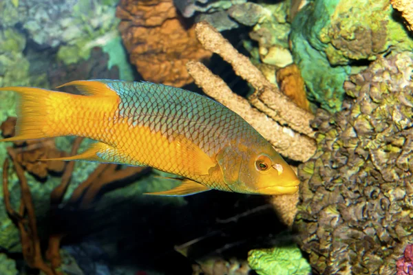 İspanyol hogfish — Stok fotoğraf