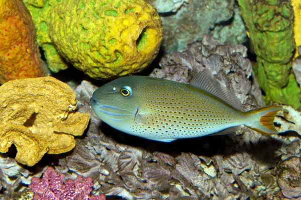 Саргасум Triggerfish (Xanthichthys ringens) — стокове фото