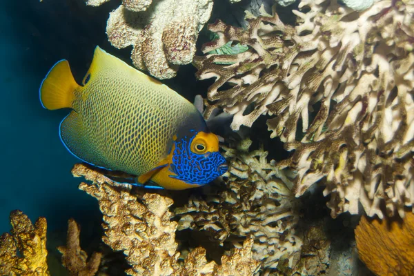 Blueface lub Yellowface lub Yellowmask Angelfish (Pomacanthus xanthometopon) — Zdjęcie stockowe