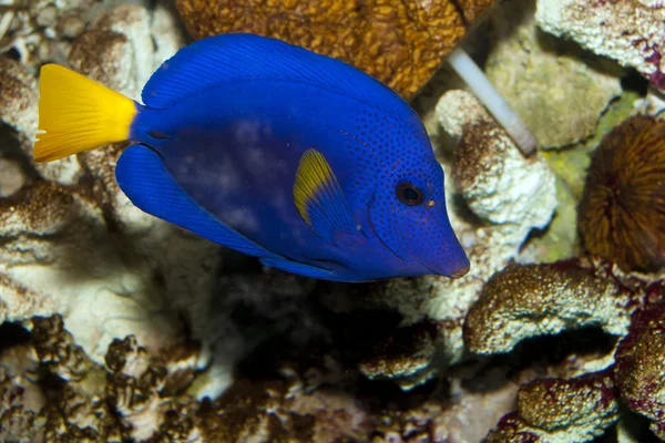 Morze Czerwone Purple Tang (Zebrasoma niebiesko-żółta) — Zdjęcie stockowe