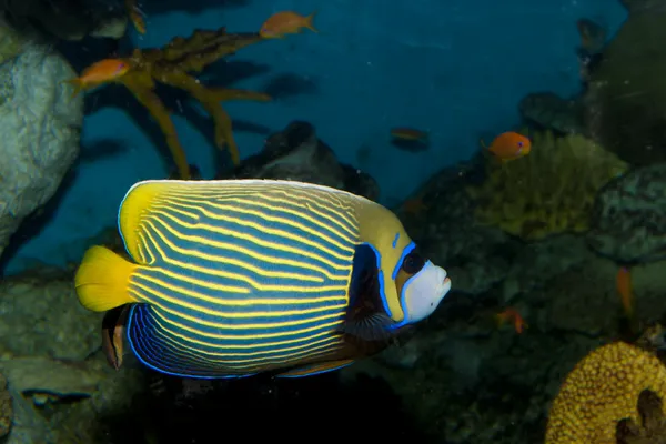 Emperor Angelfish (Pomacanthus imperator) — Stock Photo, Image