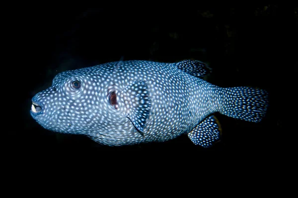 Guineafowl Puffer (Arothron melagris) — стокове фото