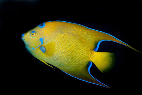 Kraliçe Melek Balığı (Holacanthus ciliaris)