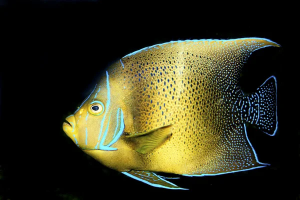 Corán Angelfish (Pomacanthus semicirculatus ) — Foto de Stock