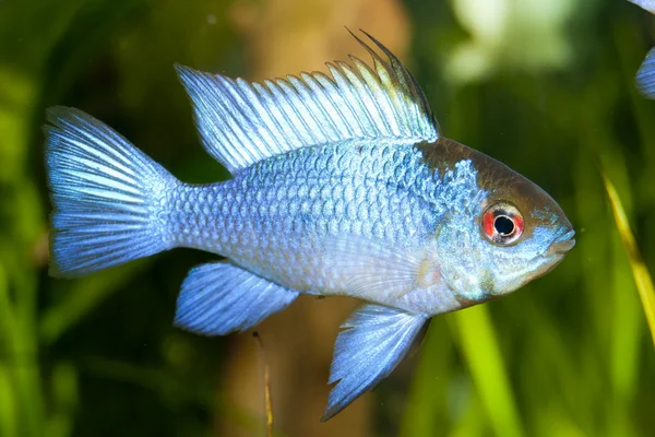 Modré Ram (Mikrogeophagus ramirezi) — Stock fotografie
