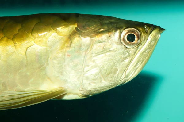 Stříbrné arowana portrét — Stock fotografie