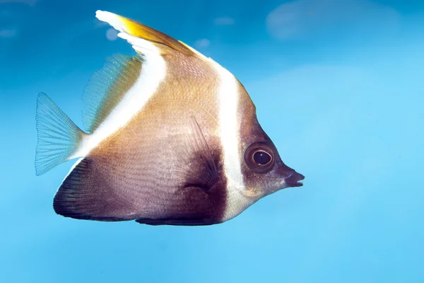 Pez bandera fantasma (Heniochus pleurotaenia ) — Foto de Stock