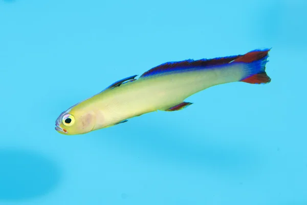 Purpurfarbener Dartfisch oder Firefish — Stockfoto