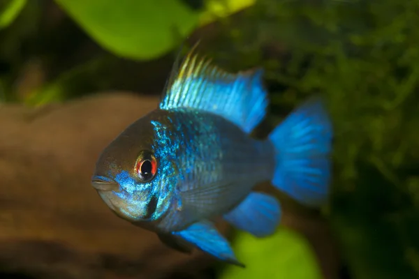 蓝色 Ram (Mikrogeophagus ramirezi) — 图库照片