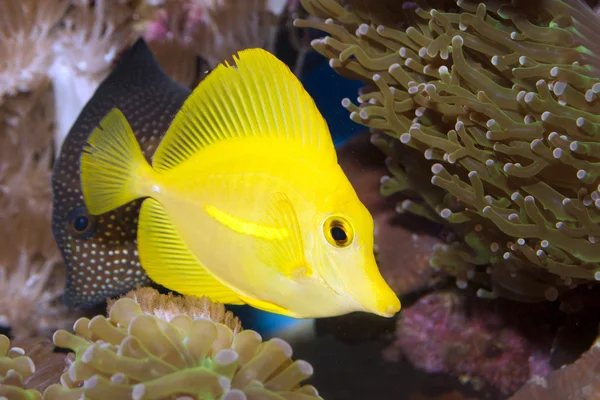 Sarı Tang balık (Zebrasoma flavescens) — Stok fotoğraf