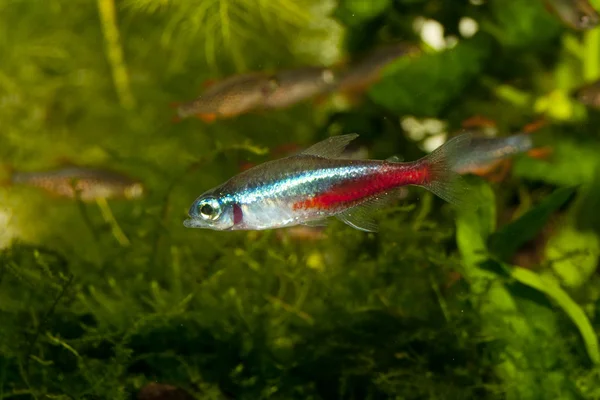 Peces de neón Tetra —  Fotos de Stock