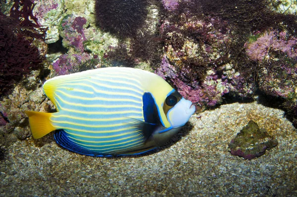 Emperor Angelfish — Stock Photo, Image