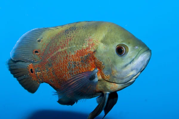 Oscar fisk — Stockfoto
