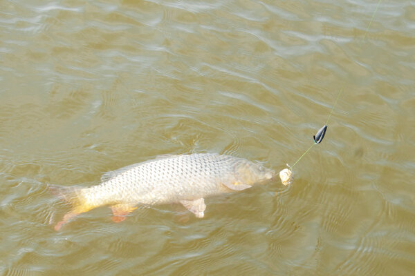 Wild Carp Hooked