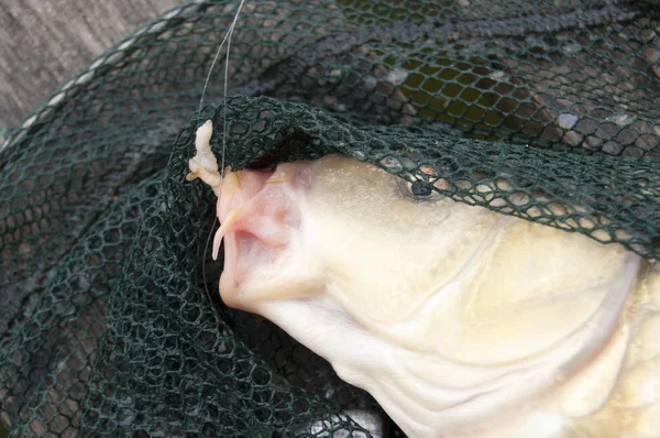 Pesca da carpa — Fotografia de Stock