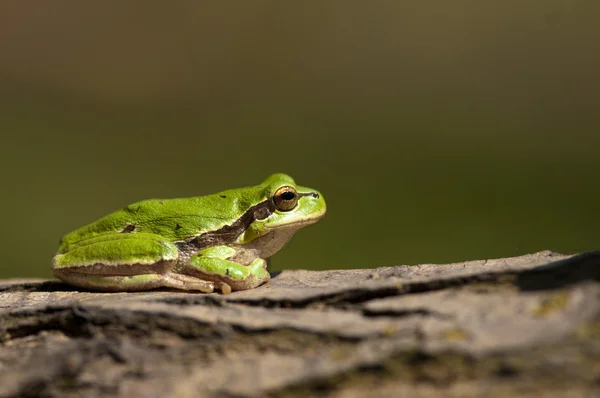 Rã da árvore verde — Fotografia de Stock