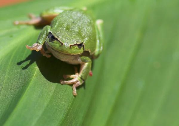 Rã da árvore verde — Fotografia de Stock