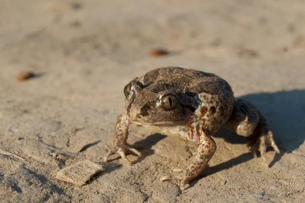 일반적인 spadefoot — 스톡 사진