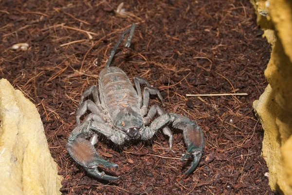 Thick Tailed Scorpion (Tityus sp.)