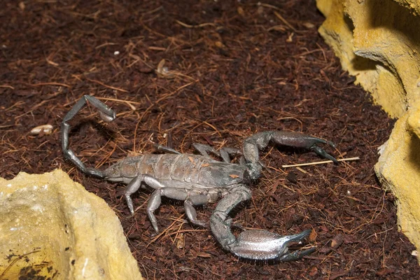 Thick Tailed Scorpion (Tityus sp.) — Stock Photo, Image