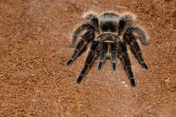 Fekete bársony Tarantula — Stock Fotó