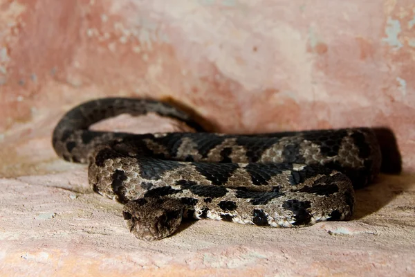 岩の毒蛇 — ストック写真