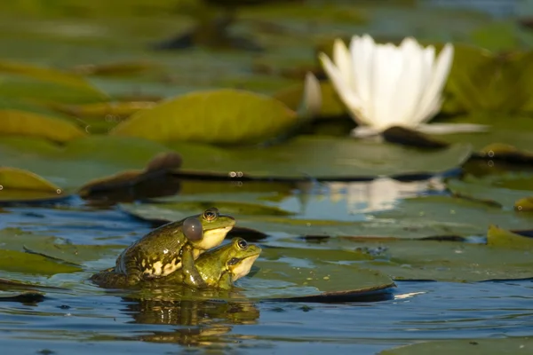 Sapo comestível na folha Waterlily — Fotografia de Stock