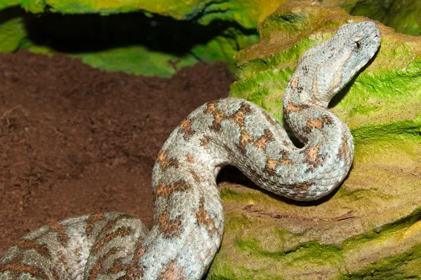 Viper Akdeniz — Stok fotoğraf