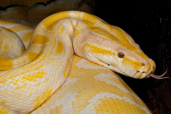 Yellow boa constrictor Stock Photos Royalty Free Yellow boa constrictor Images Depositphotos