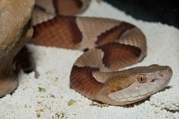 Mocassino Cooperhead Snake — Foto Stock