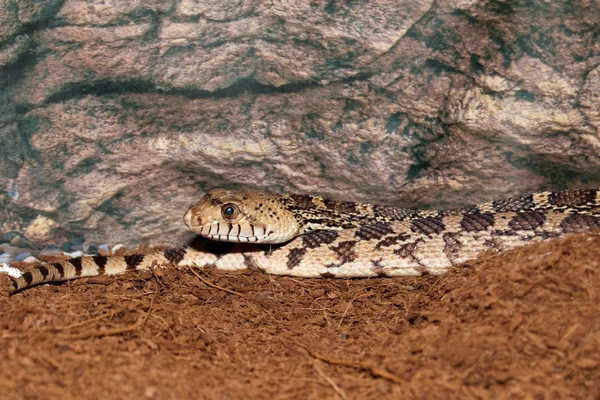 Couleuvre à nez mince du Pacifique — Photo