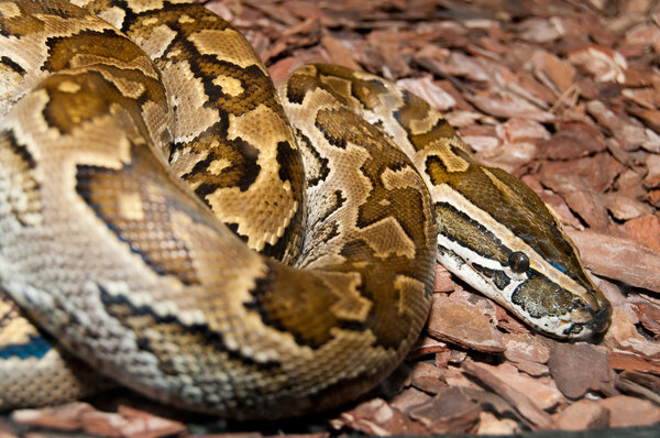 Африканский рок-фанк
