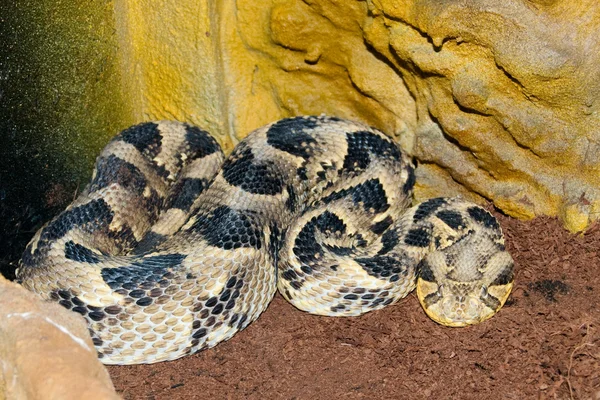 Puff Adder di Terrarium — Stok Foto