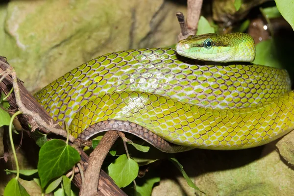 Serpiente verde de cola roja —  Fotos de Stock