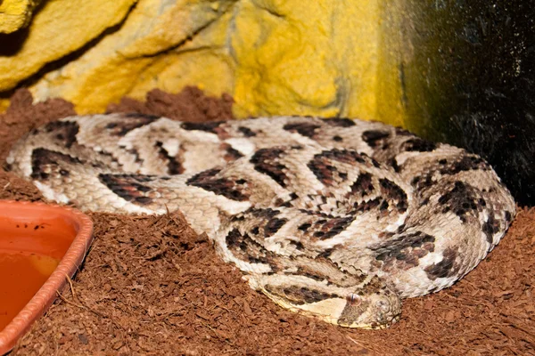 Puffogó vipera — Stock Fotó