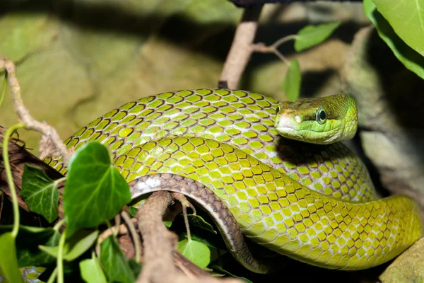 Rode tailed groene Elaphe — Stockfoto