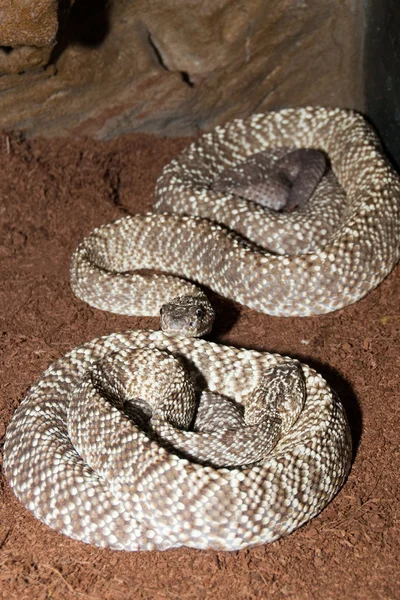 Uracona rattelsnakes çifti — Stok fotoğraf