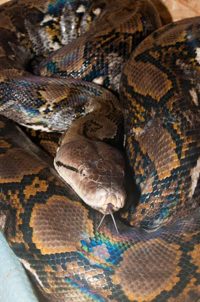 Phyton reticulado en terrario —  Fotos de Stock