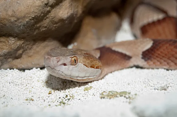 Mokasyn Copperheada portret — Zdjęcie stockowe