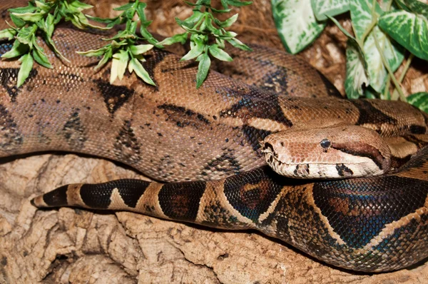 Boa Constrictor in terrarium — Stock Photo, Image