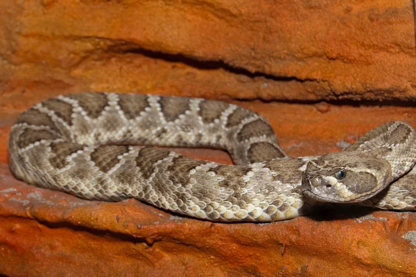 Diamondback çıngıraklı yılan — Stok fotoğraf