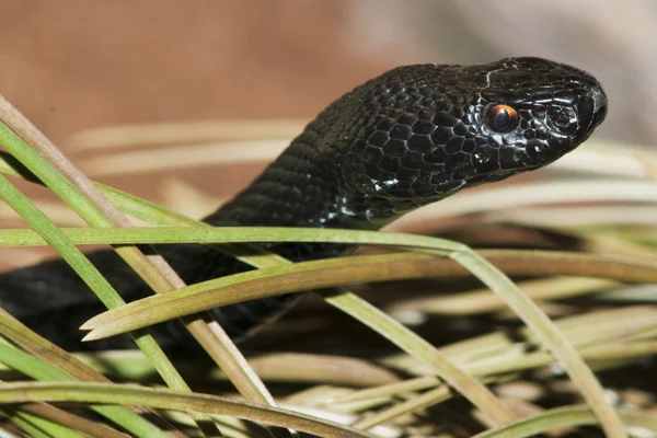 Avrupa yılan ya da viper — Stok fotoğraf