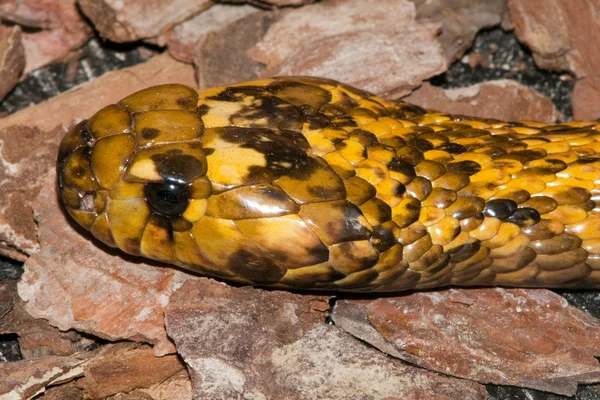 岬のコブラ — ストック写真