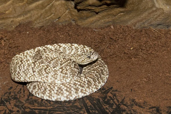 Uracoan Rattlesnake (crotalus vegrandis) ) — стоковое фото